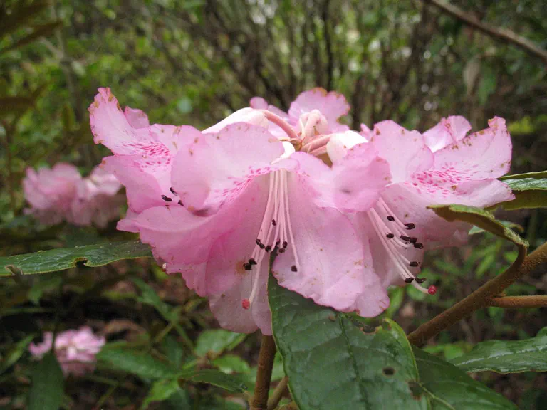 Photo of R. lukiangense, Species