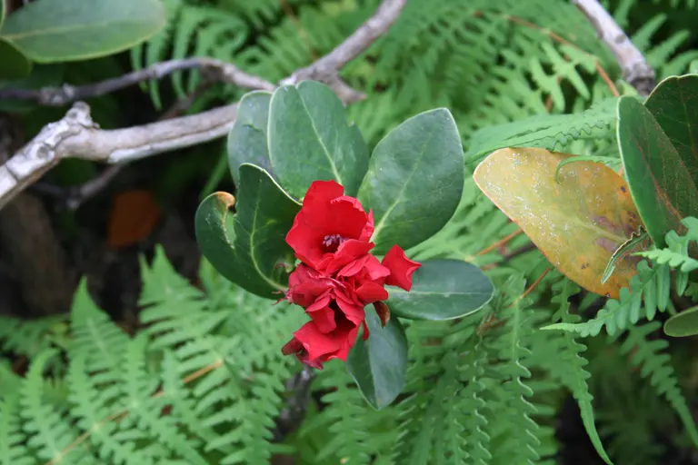 Photo of R. hellwigii, Species