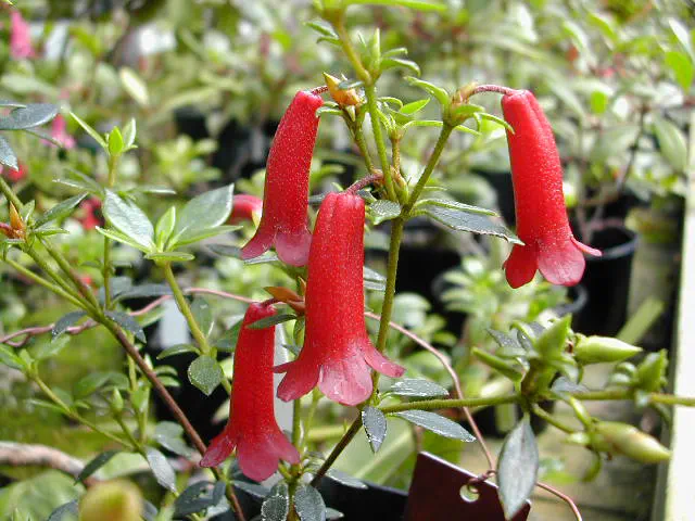 Photo of R. gracilentum, Species