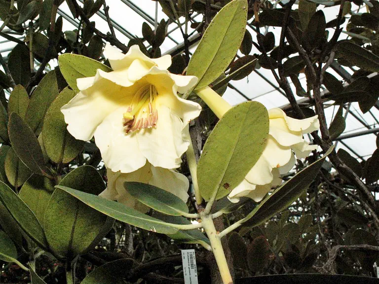 Photo of R. gardenia, Species