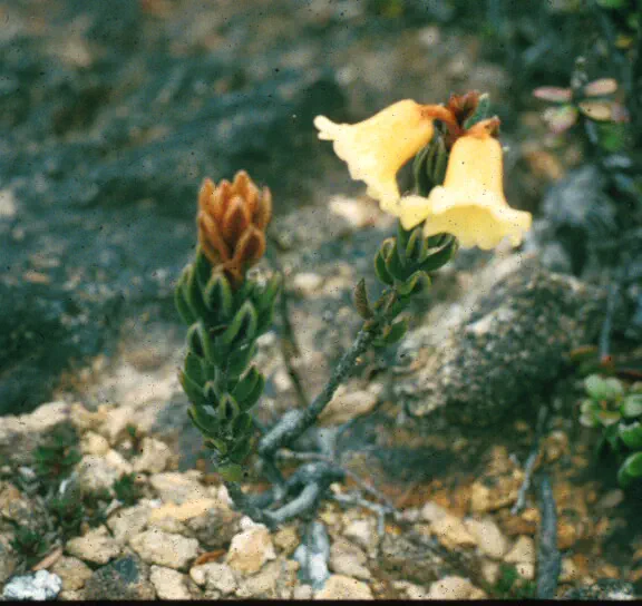 Photo of R. eymae, Species