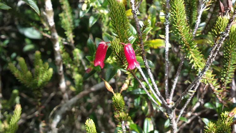 Photo of R. ericoides, Species