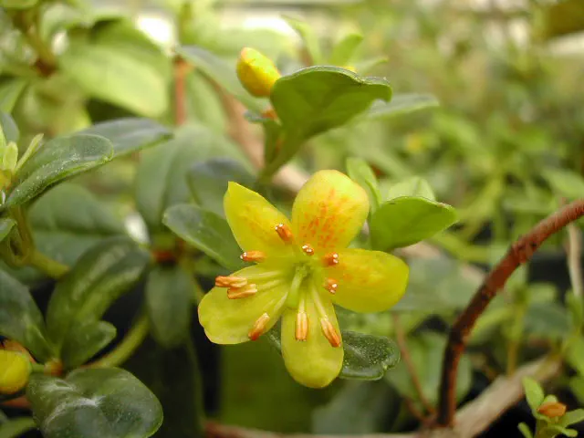 Photo of R. emarginatum var emarginatum, Species