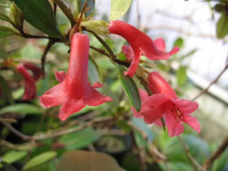 Photo of R. dielsianum var dielsianum, Species