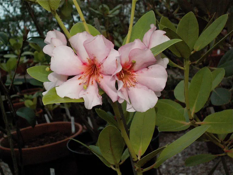 Photo of R. dianthosmum, Species
