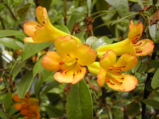 Photo of R. christianae, Species