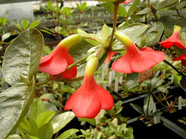 Photo of R. christi, Species