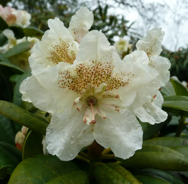 Photo of R. nikomontanum, Natural Hybrid