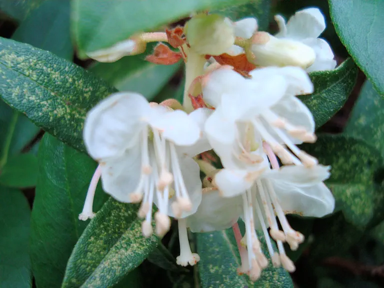 Photo of R. afghanicum, Species