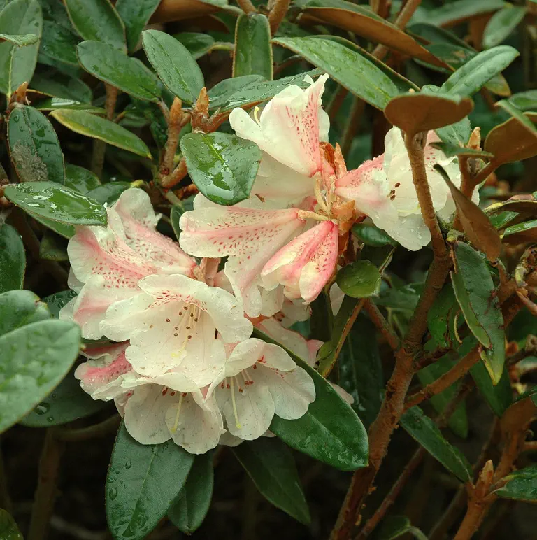 Photo of R. poluninii, Species