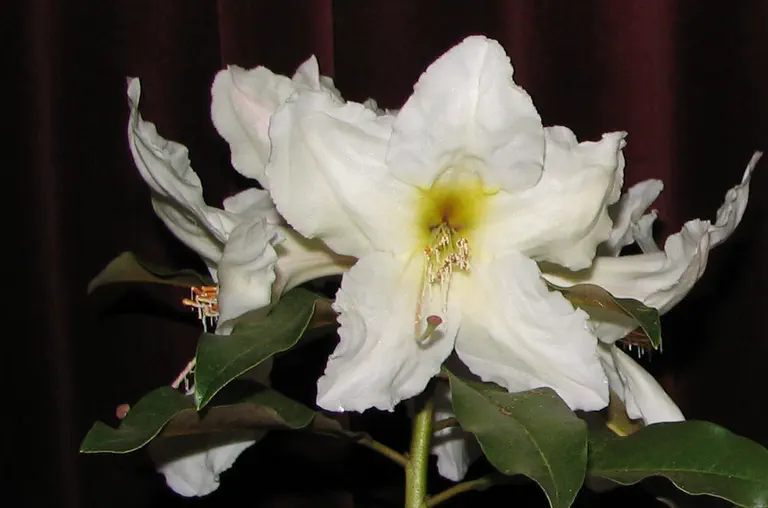 Photo of R. maddenii ssp maddenii Polyandrum Group, Species