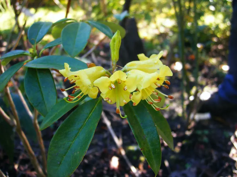 Photo of R. kasoense, Species