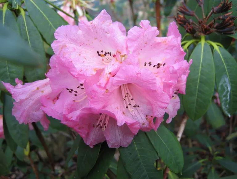 Rhododendron tanastylum var pennivenium photo