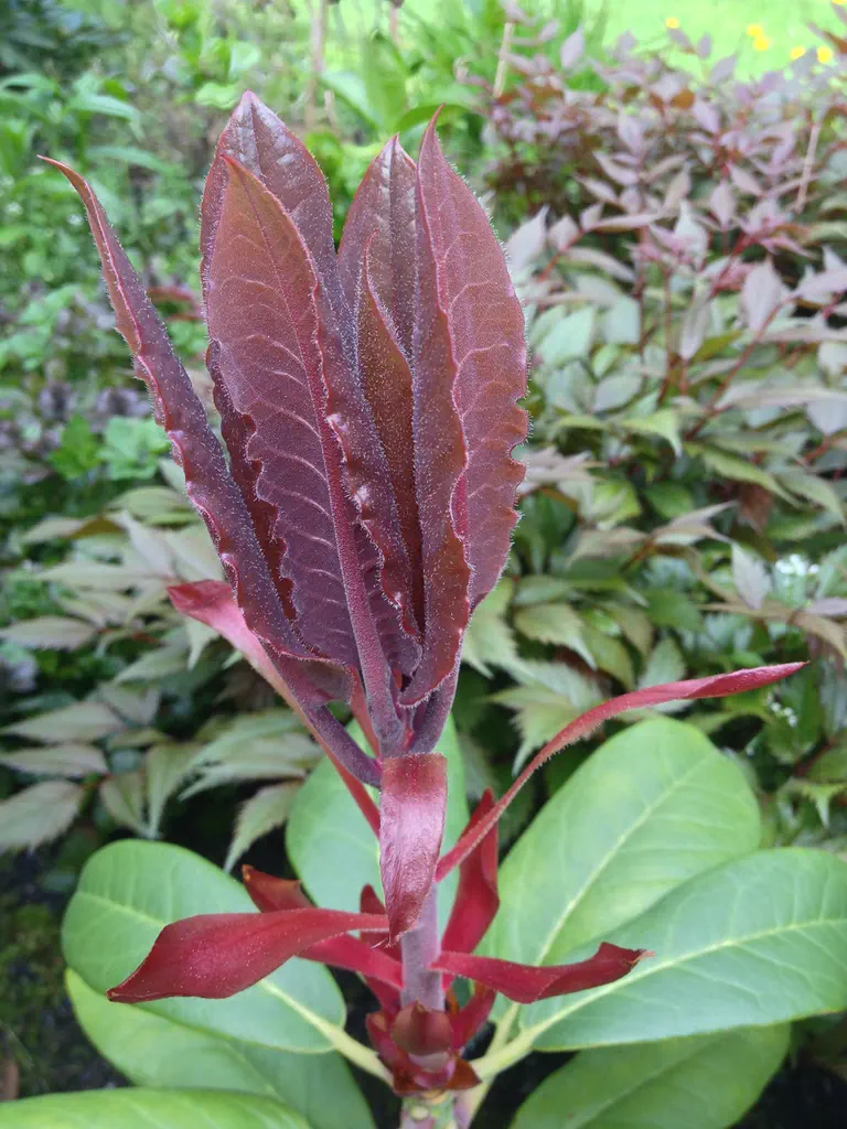 Photo of R. faithiae, Species