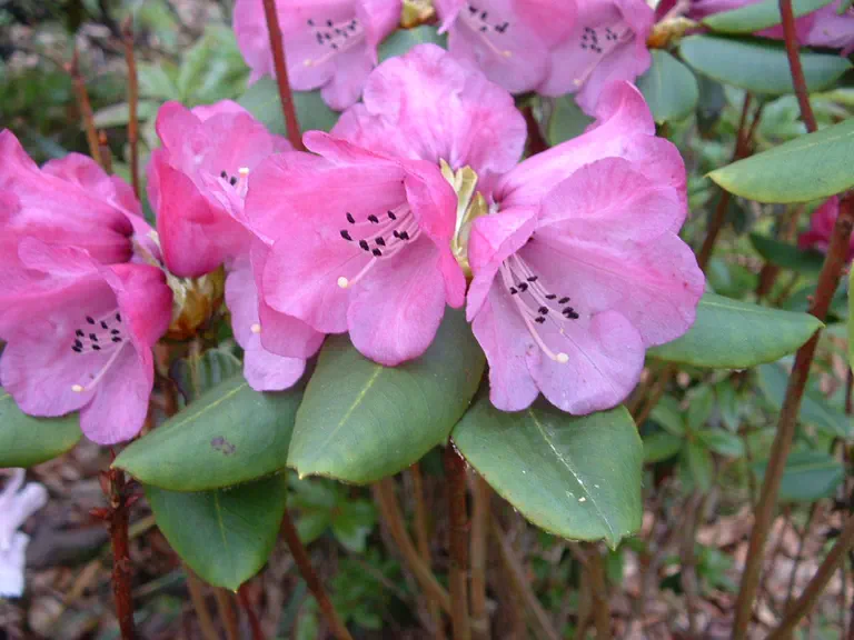 Photo of R. leishanicum, Species