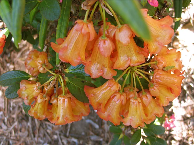 Photo of R. citriniflorum var horaeum, Species