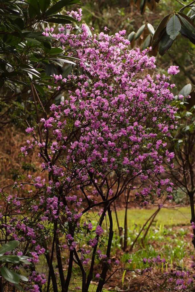 Photo of R. dauricum Sempervirens Group, Species