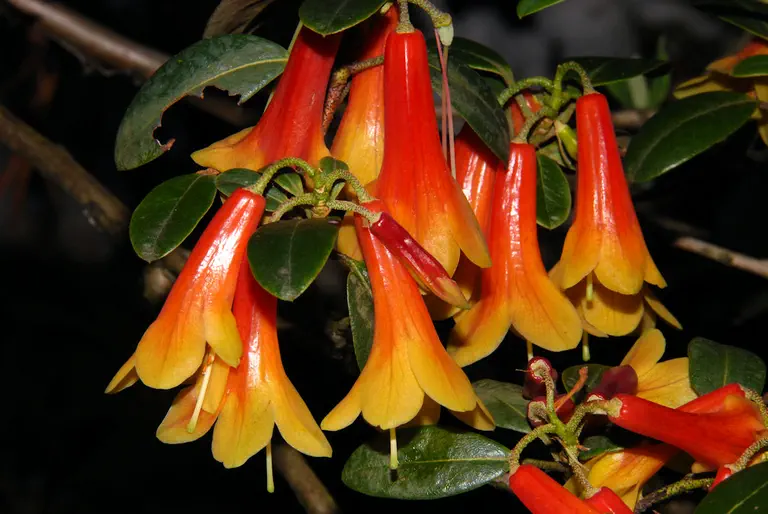 Photo of R. cinnabarinum ssp cinnabarinum Blandfordiiflorum, Species
