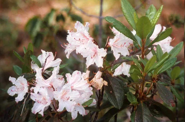 Photo of R. Perhaps, Natural Hybrid