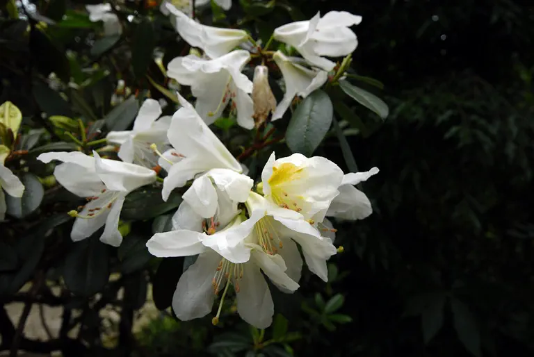 Photo of R. veitchianum Cubittii Group, Species