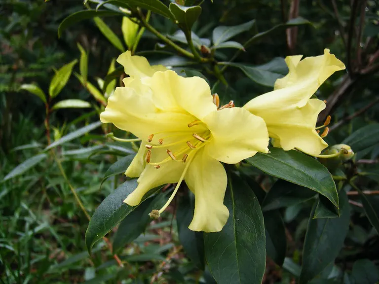 Photo of R. chapanensis, Species