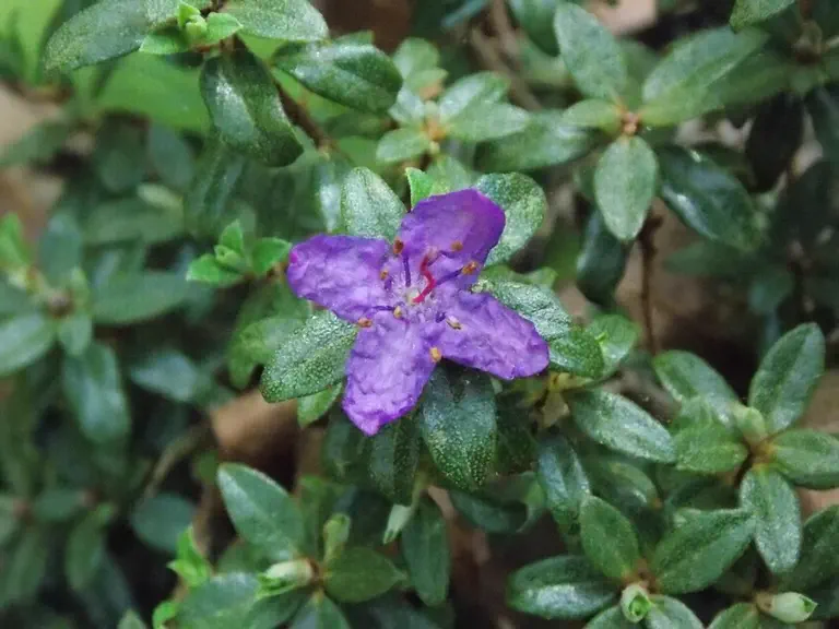 Photo of R. nitidulum var omeiense, Species