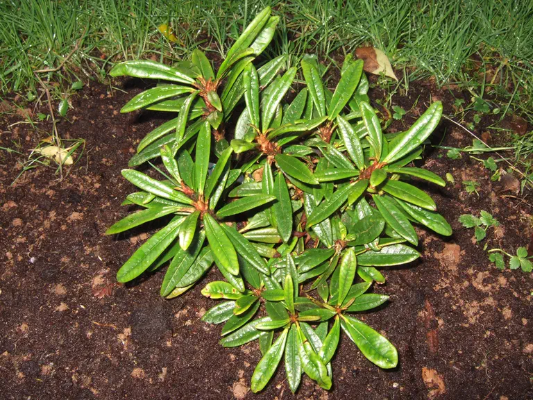 Photo of R. roxieanum var parvum, Species