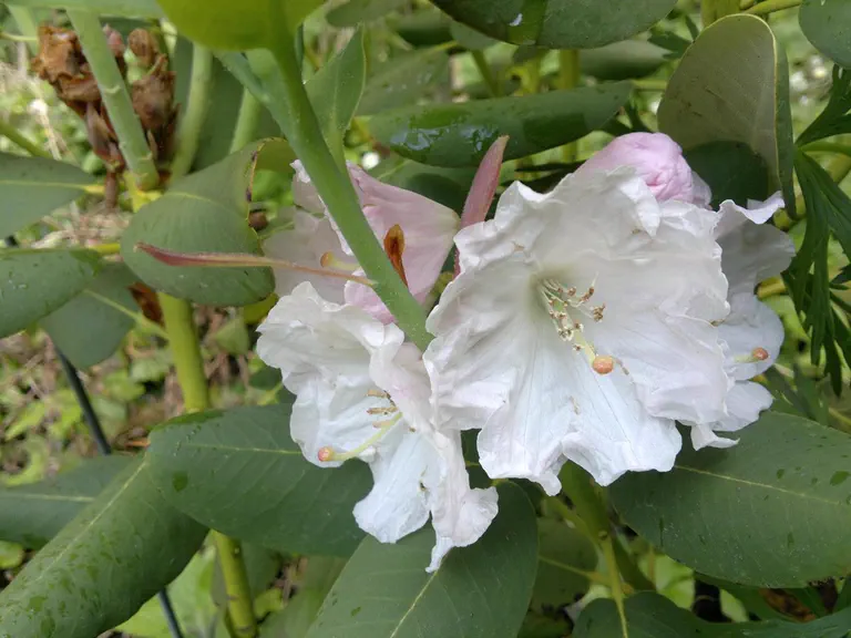 Photo of R. decorum ssp cordatum, Species