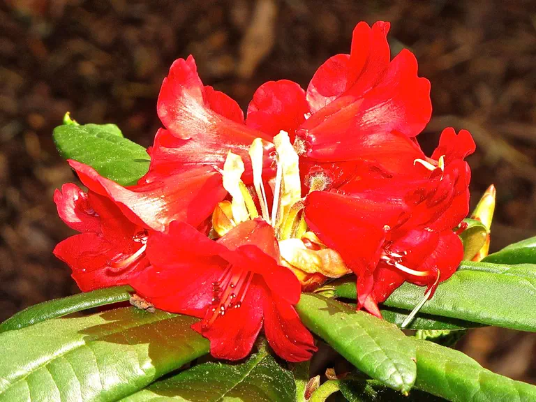 Photo of R. microgynum Gymnocarpum Group, Species