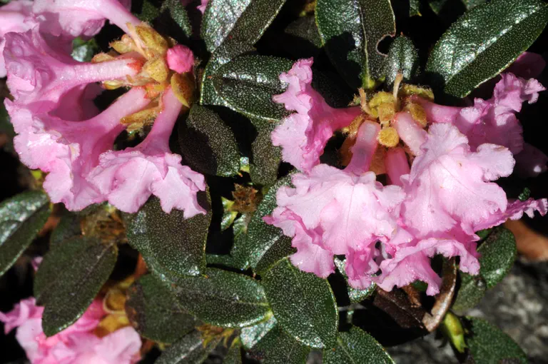 Photo of R. cephalantum Crebreflorum Group, Species