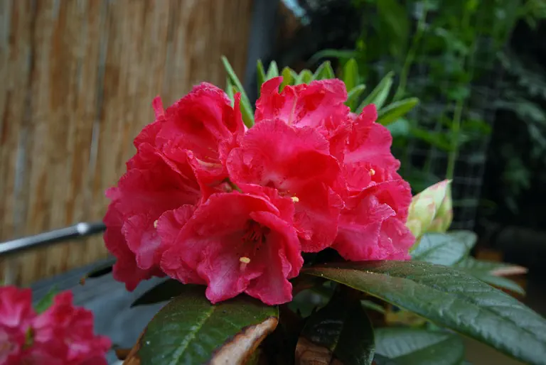 Photo of R. arboreum Kingianum Group, Species