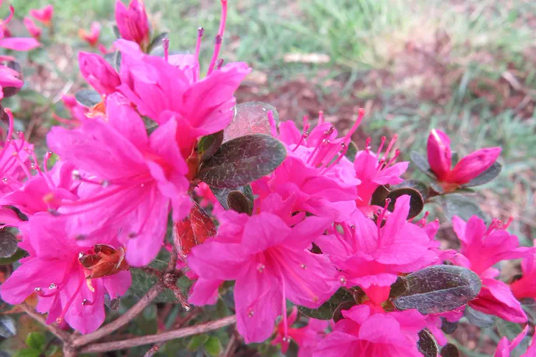 Photo of R. obtusum, Natural Hybrid