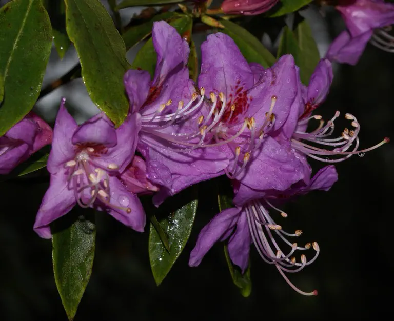 Photo of R. concinnum Benthamianum Group, Species