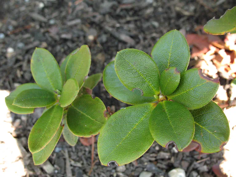 Photo of R. trilectorum, Species