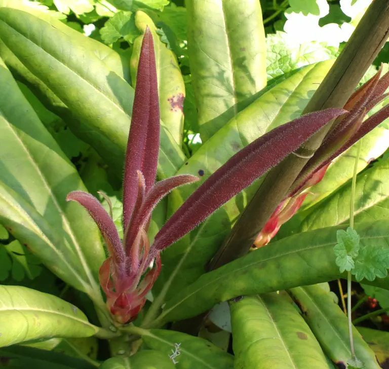 Photo of R. magniflorum, Species