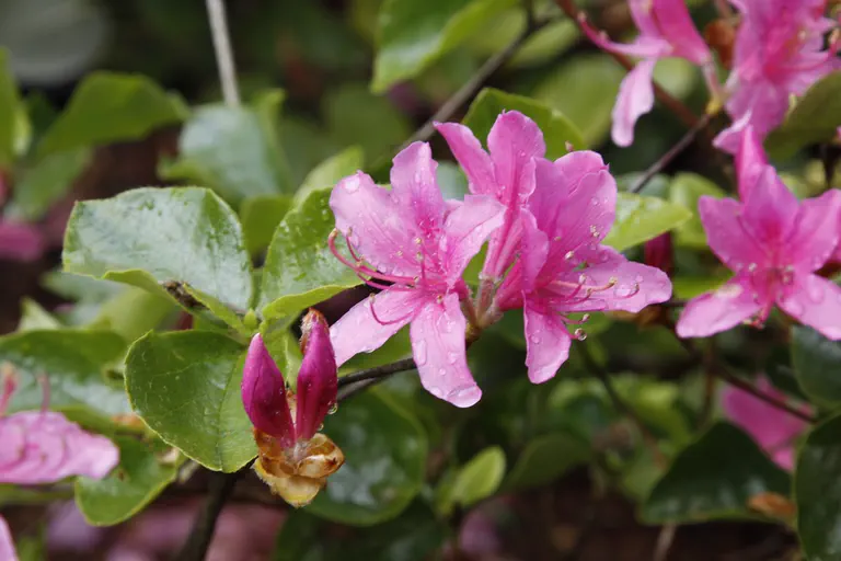 Photo of R. sanctum var. lasiogynum, Species