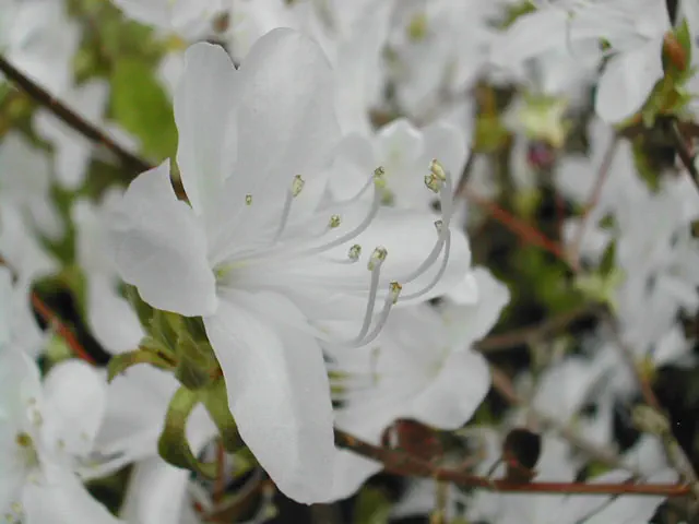 Photo of R. reticulatum, Species