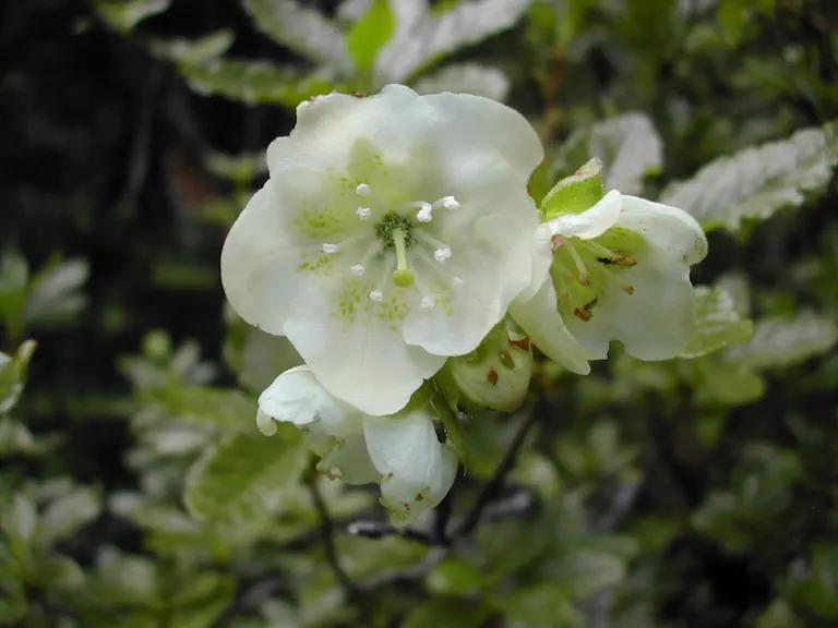 Photo of R. albiflorum var albiflorum, Species