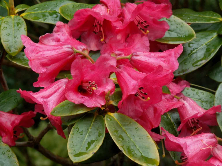 Photo of R. eudoxum var eudoxum, Species