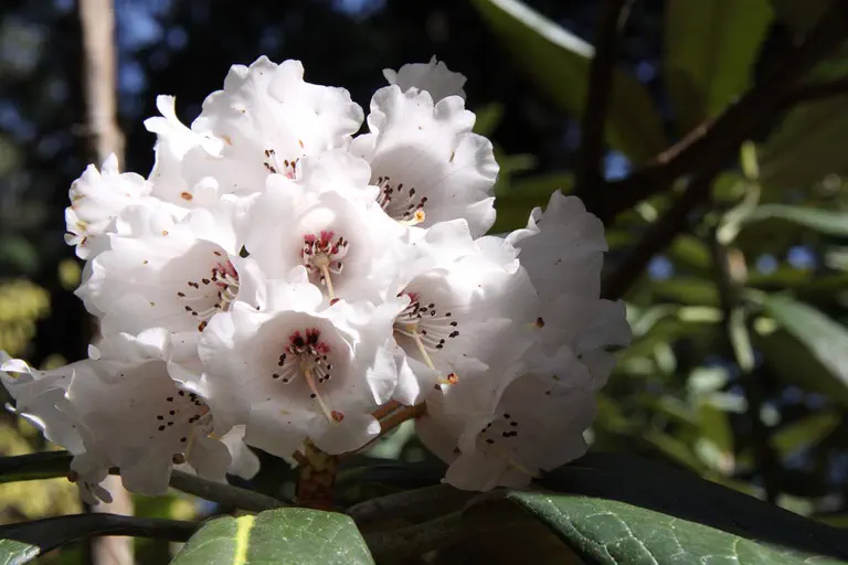 Photo of R. kesangiae var album, Species