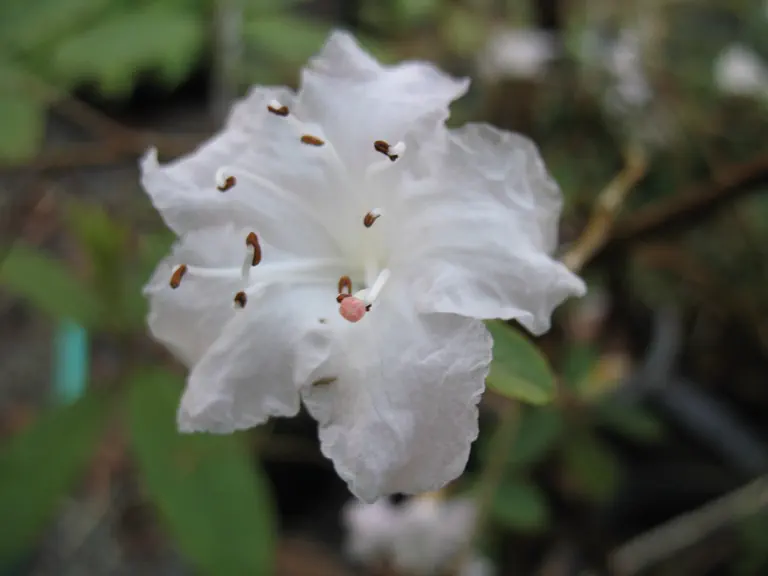 Photo of R. virgatum ssp oleifolium, Species