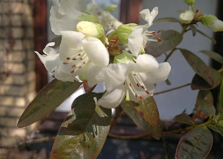 Photo of R. glaucophyllum var album, Species