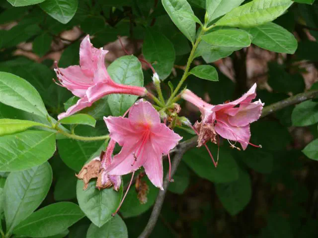 Photo of R. sanctum, Species