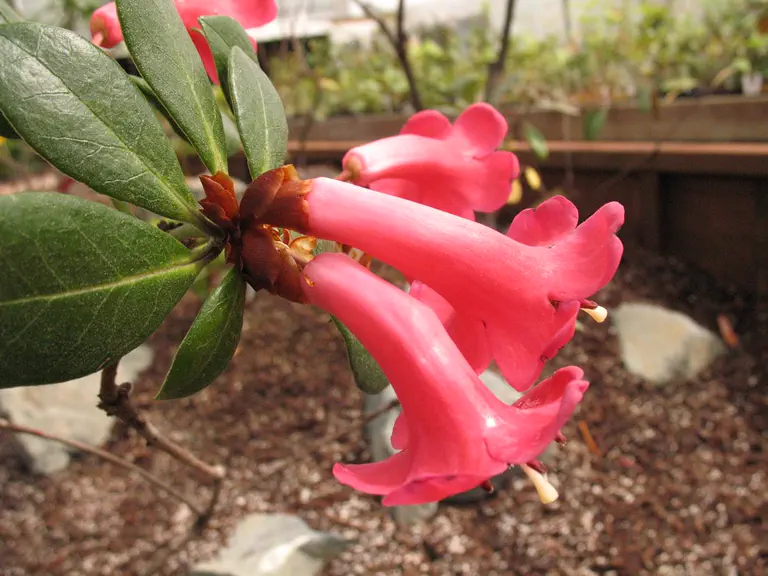 Photo of R. alticola, Species