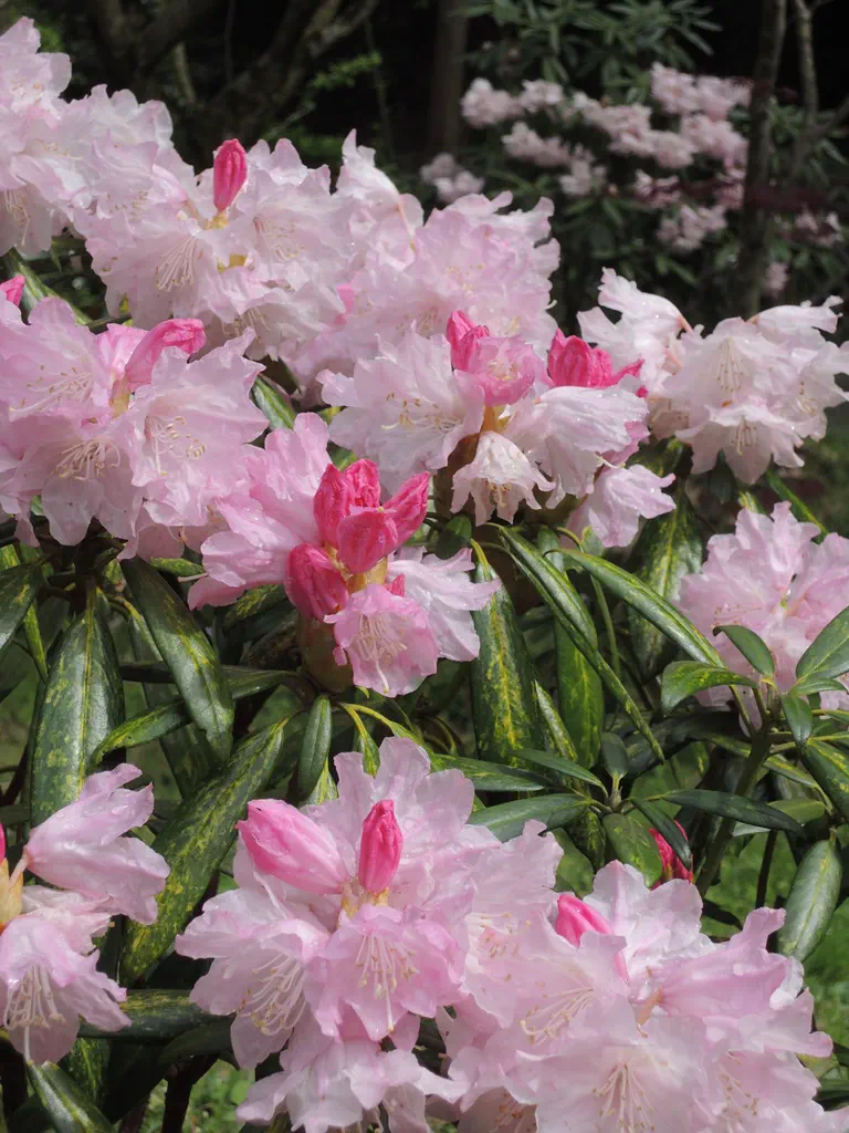 Photo of R. degronianum ssp heptamerum var heptamerum, Species