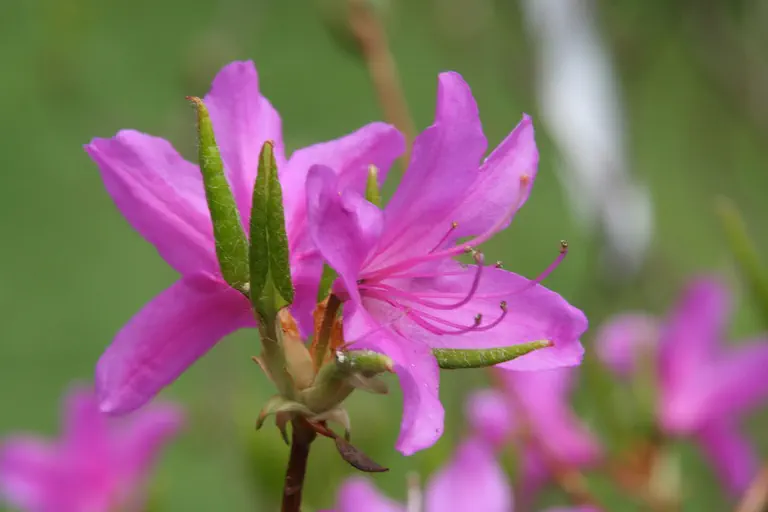 Photo of R. kiyosumense, Species