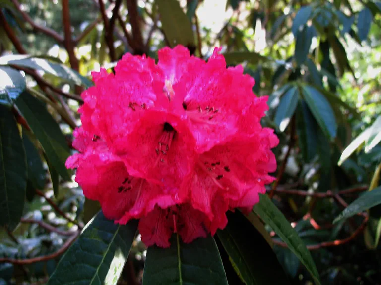 Photo of R. arboreum ssp arboreum, Species
