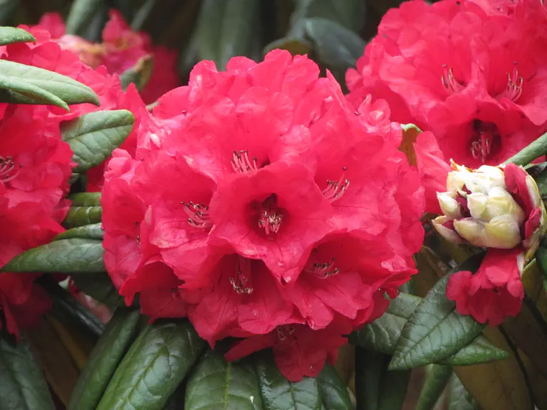Photo of R. arboreum ssp zeylanicum, Species