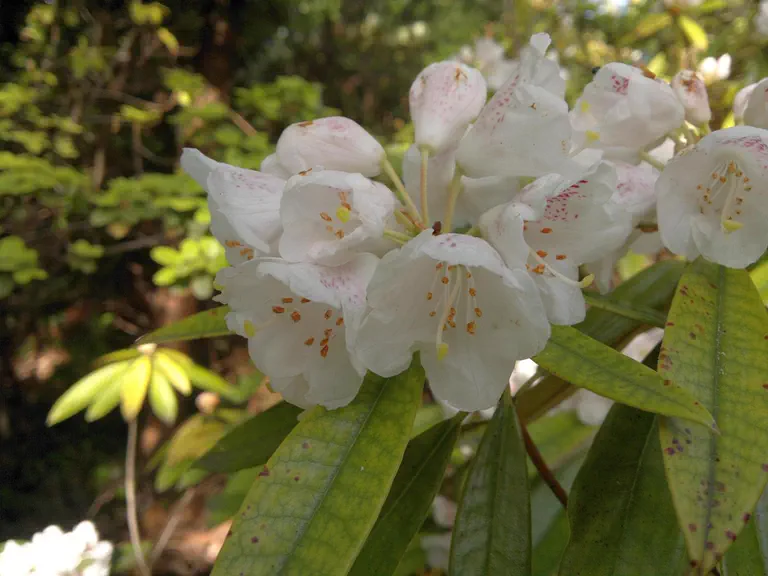 Photo of R. argyrophyllum ssp omeiense, Species