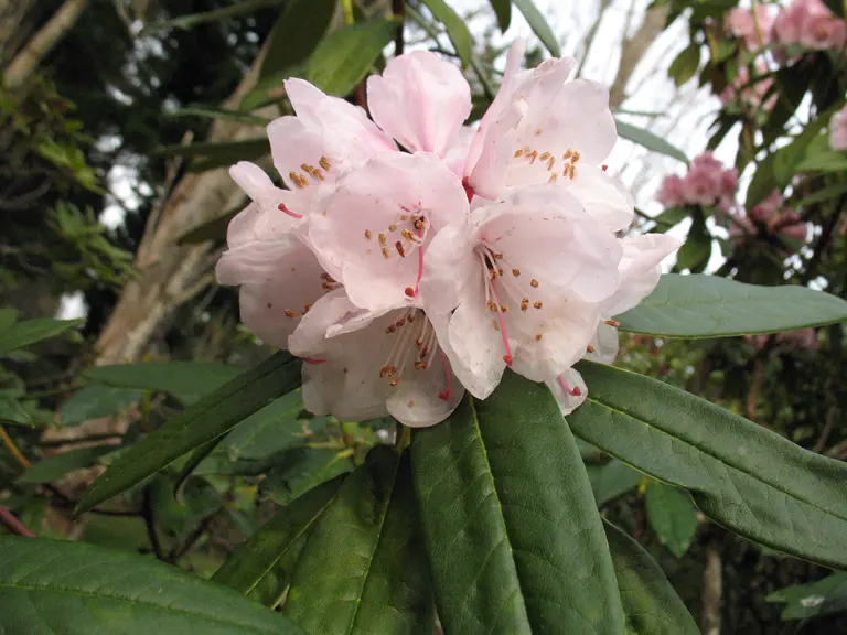 Photo of R. argyrophyllum ssp nankingense, Species